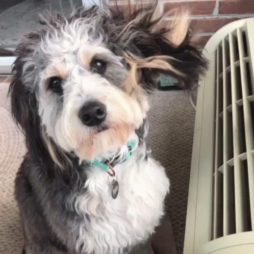 untitled.gif