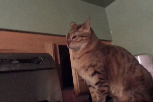 untitled.gif