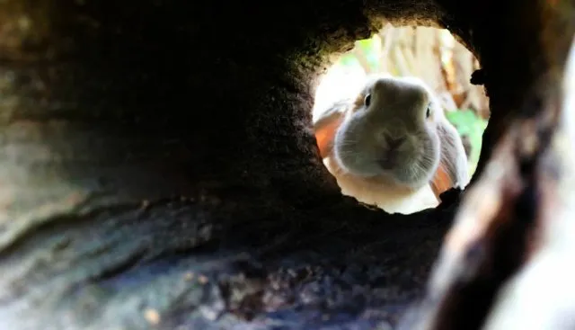 Rabbit Hole_With Rabbit_RZ.jpg