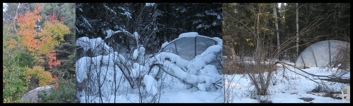 broken branches on Amur maple tree winter and fall scene.JPG