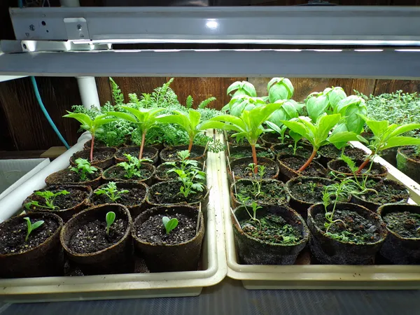 Seedlings  borage, feverfew, balsam, yarrow, love in a mist, basil crop May 2020.jpg