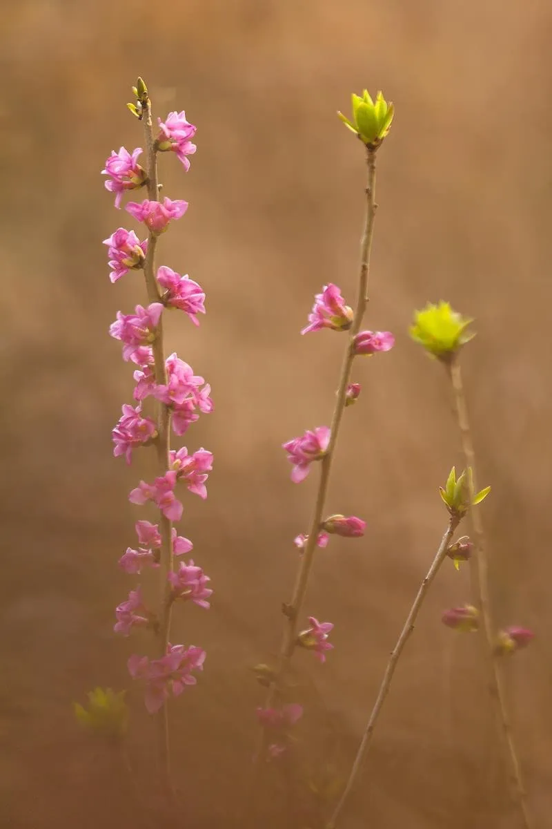 Seidelbast (Daphne mezereum)_1319-BF.jpg