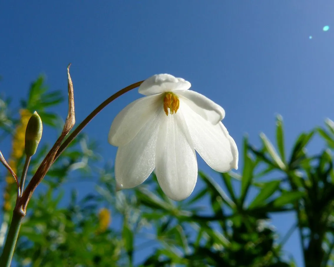 Three-leaved Snowflake Leucojum trichophyllum or Acis trichophylla.jpg