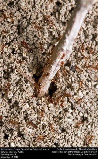Red_Imported_Fire_Ant_(Myrmicinae,_Solenopsis_invicta)_(30518448423)_395x640.jpg