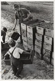 Arthur_Rothstein_(American,_1915-1985)._Child_Labor,_Cranberry_Bog,_1939.jpg