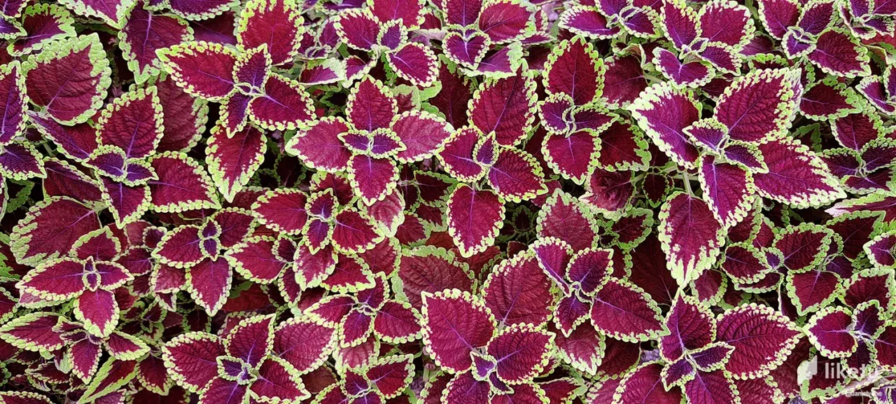clkyxec2m0002apszf2l5gi69_flor2.webp