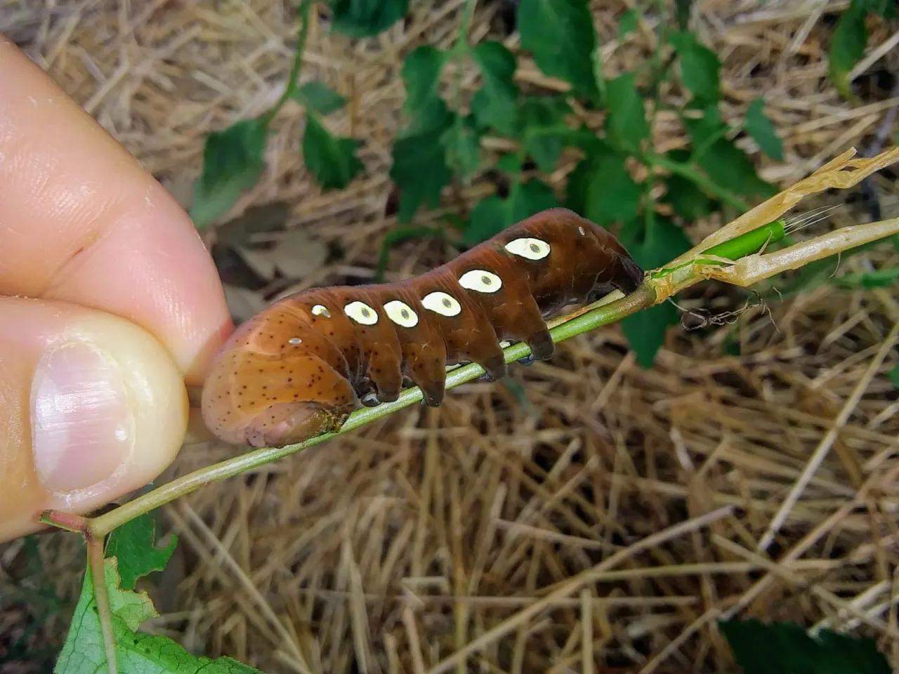 thumbnail_20180723_183023_resized.jpg