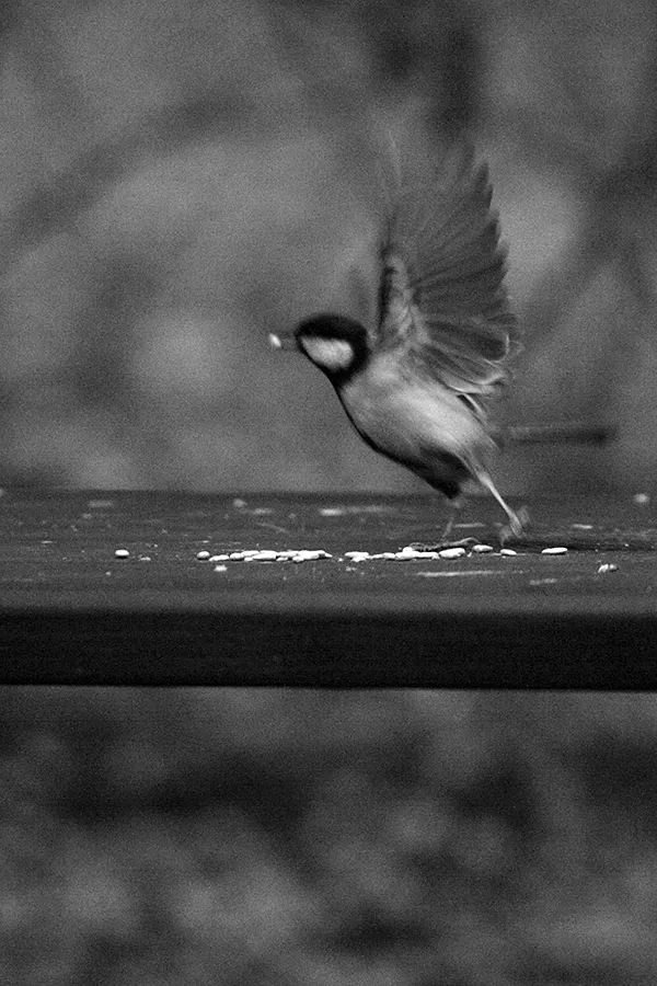 Borisova_Nov_2018_Wild_Ph029_s_BW.jpg