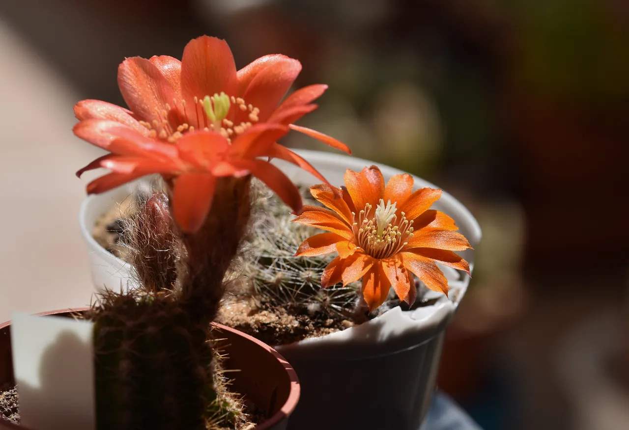 chamaecereus hybrid coral 2.jpg