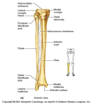 tibiafibularantlabel1318481271256.jpg