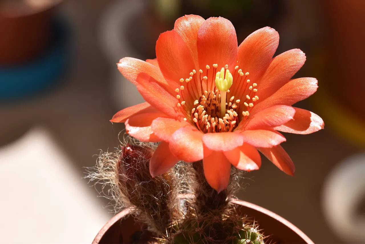 chamaecereus hybrid coral 6.jpg