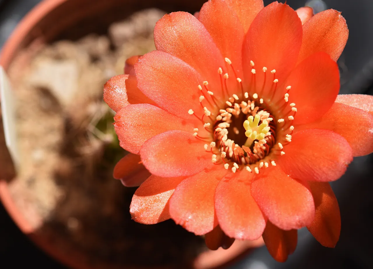 chamaecereus hybrid coral 7.jpg