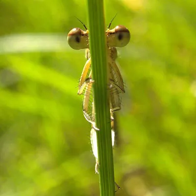 600px-XN_Platycnemis_pennipes_10-.jpg