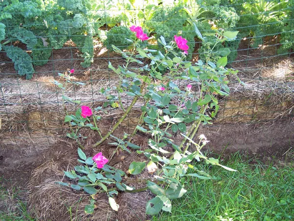New rose crop August 2016.jpg