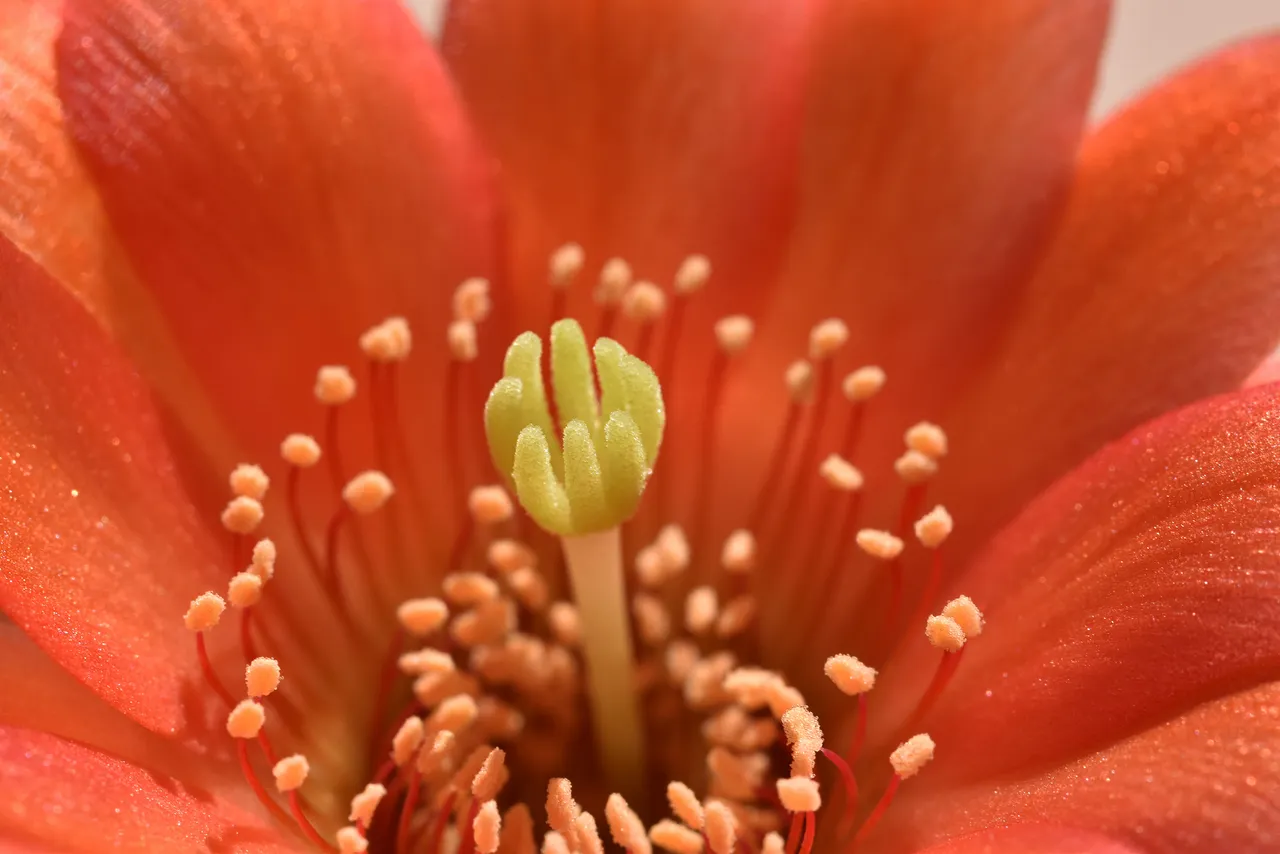 chamaecereus hybrid coral 5.jpg