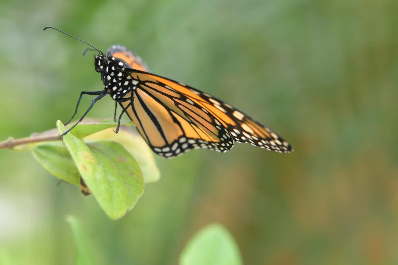 MikeBryantPhotography-butterfly-1.jpg