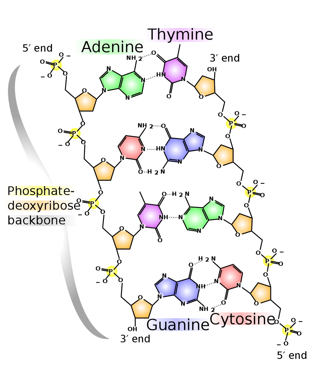 1200px-DNA_chemical_structure.svg.png