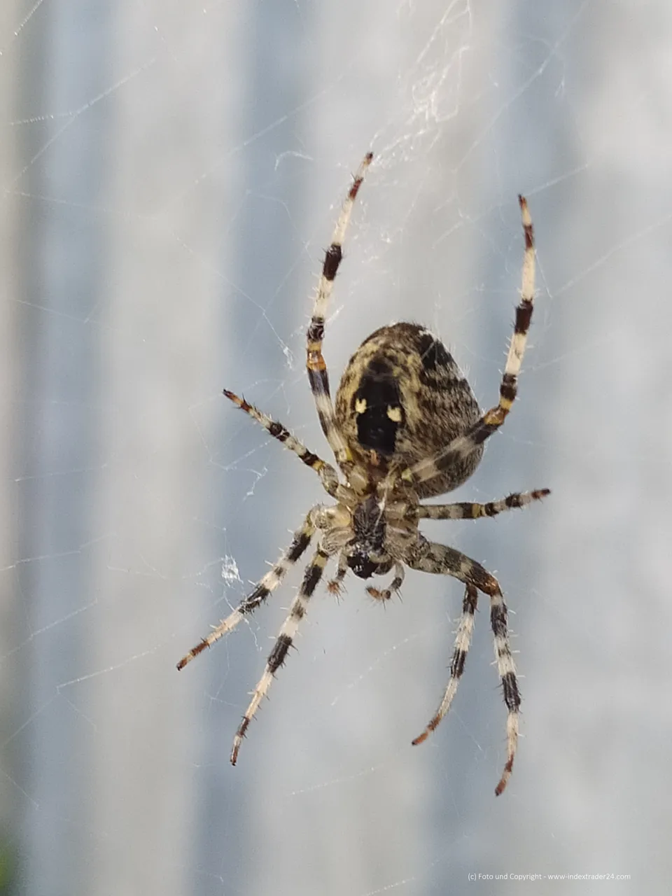 IMG_20200911_183021 Kreuzspinne.jpg
