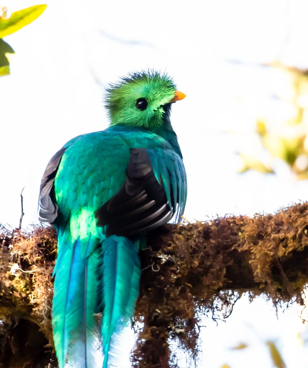 Quetzal-close-Saved-for-web-ahdhd.jpg