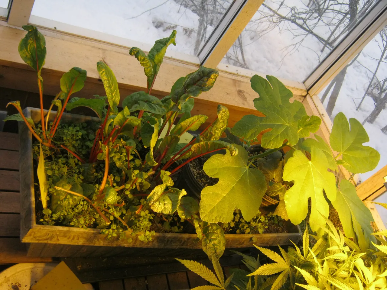 swiss chard and fig trees.JPG