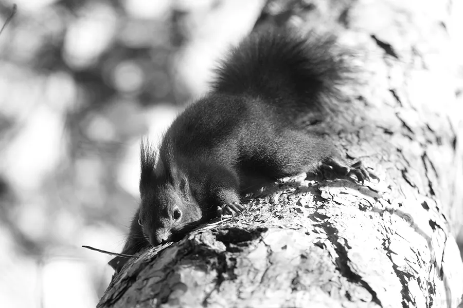 Borisova_Nov_2018_Wild_Ph008_s_BW.jpg