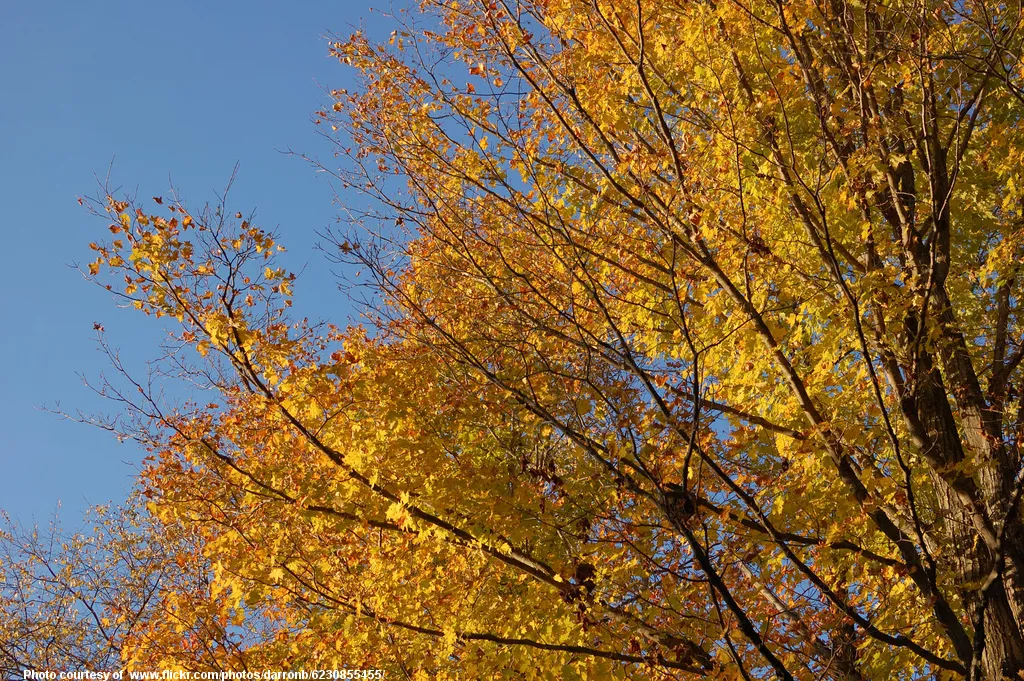 YellowAutumnTreeAndSky-001-110418.jpg