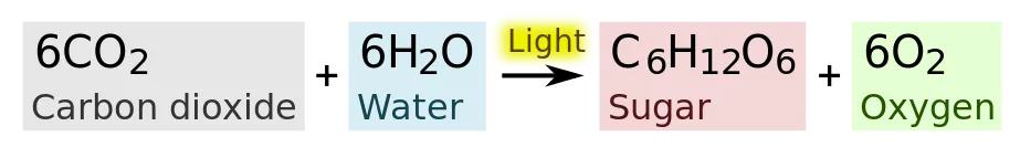 923px-Photosynthesis_equation.svg.png