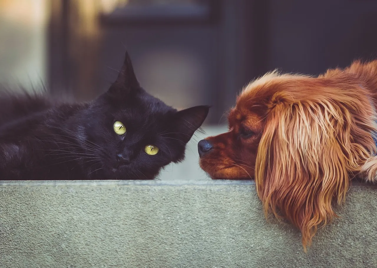 127 dog-cat-pixabay2606759_1280.jpg