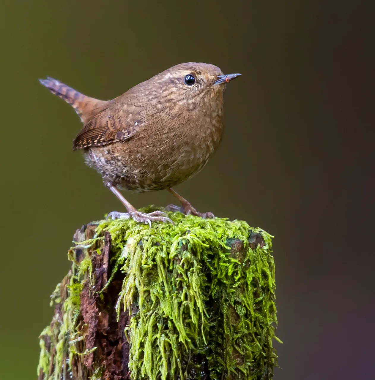 Pacific Wren-Saved-for-Web-jueu.jpg