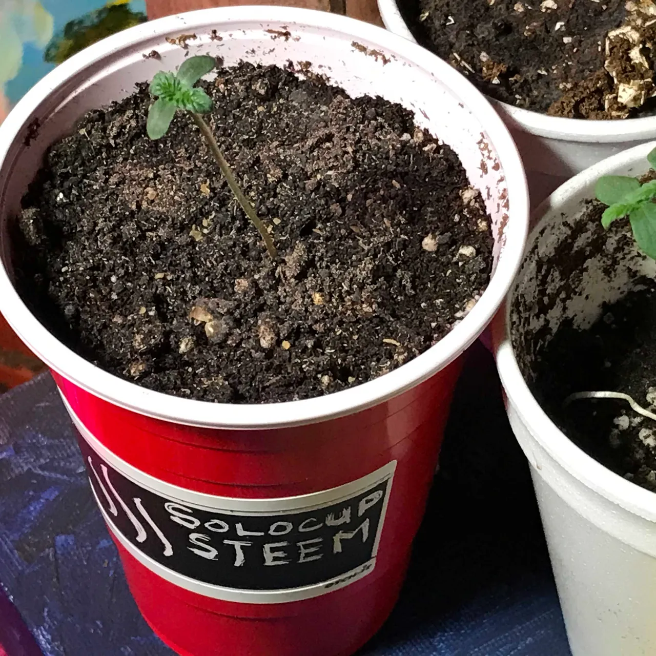 https://d1vof77qrk4l5q.cloudfront.net/img/offgridlife-my-steem-solo-cup-challenge-update-ecpvnjyg-1546988076912.jpg