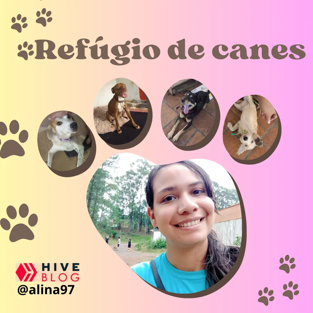 Refúgio de canes | Después de la inundación en RS (esp-eng)