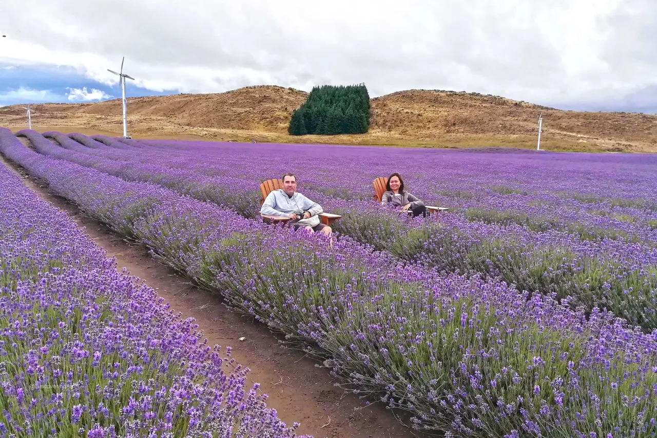 Le paradis de la lavande -  Lavender paradise