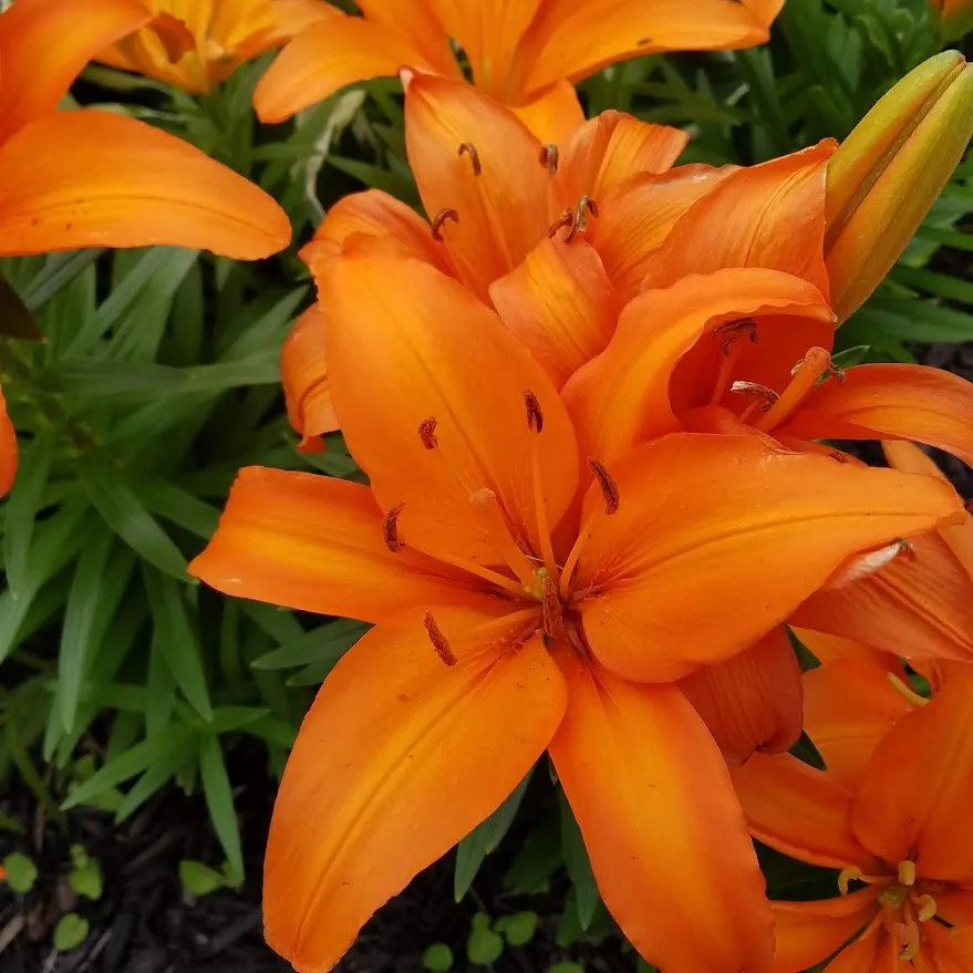 orange lilies.jpg