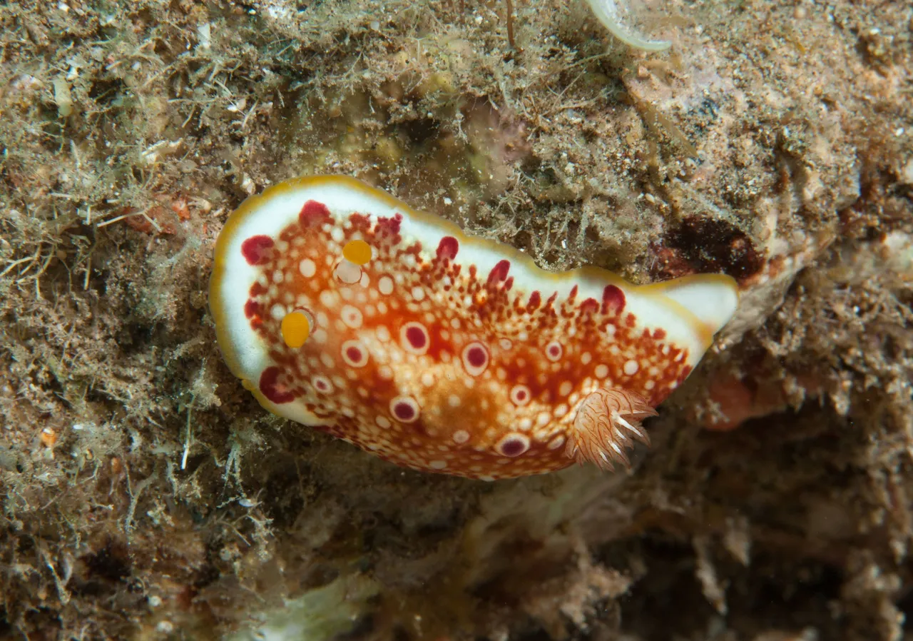 TurtleTownDive (18 of 44).jpg