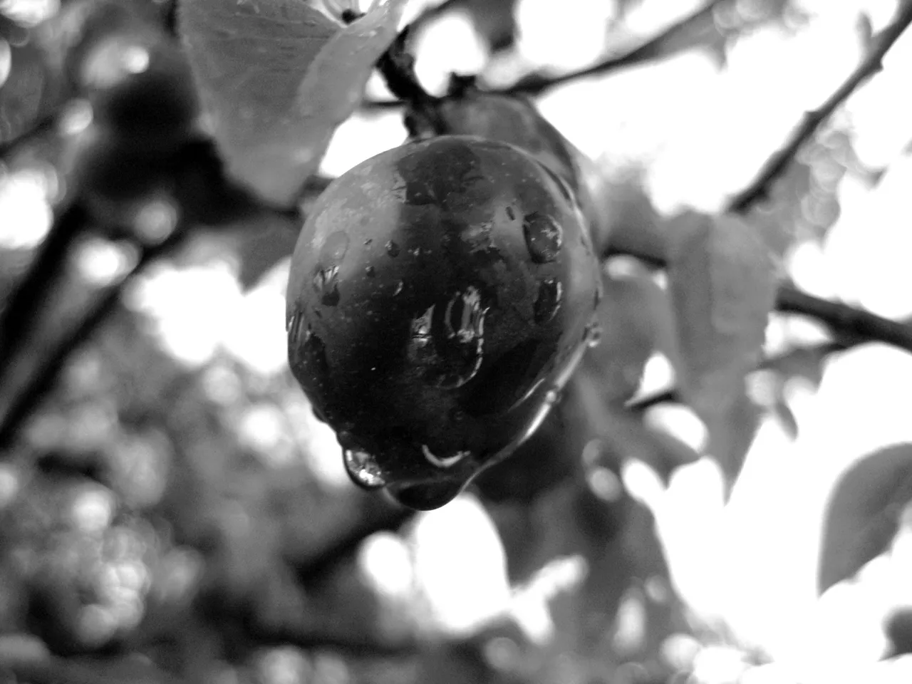 IMG_0309 - Copywh+.JPG