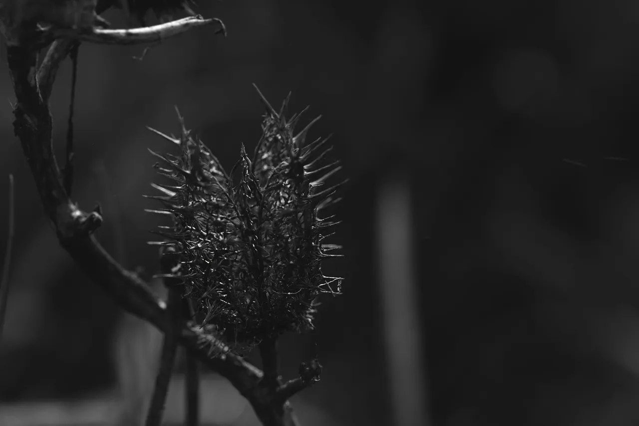 Datura stramonium drystuff seedpod 4.jpg
