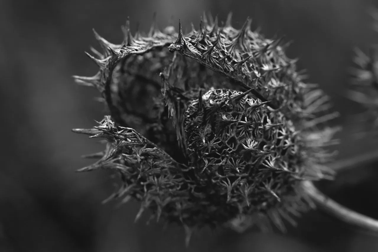 Datura stramonium drystuff seedpod bw.jpg