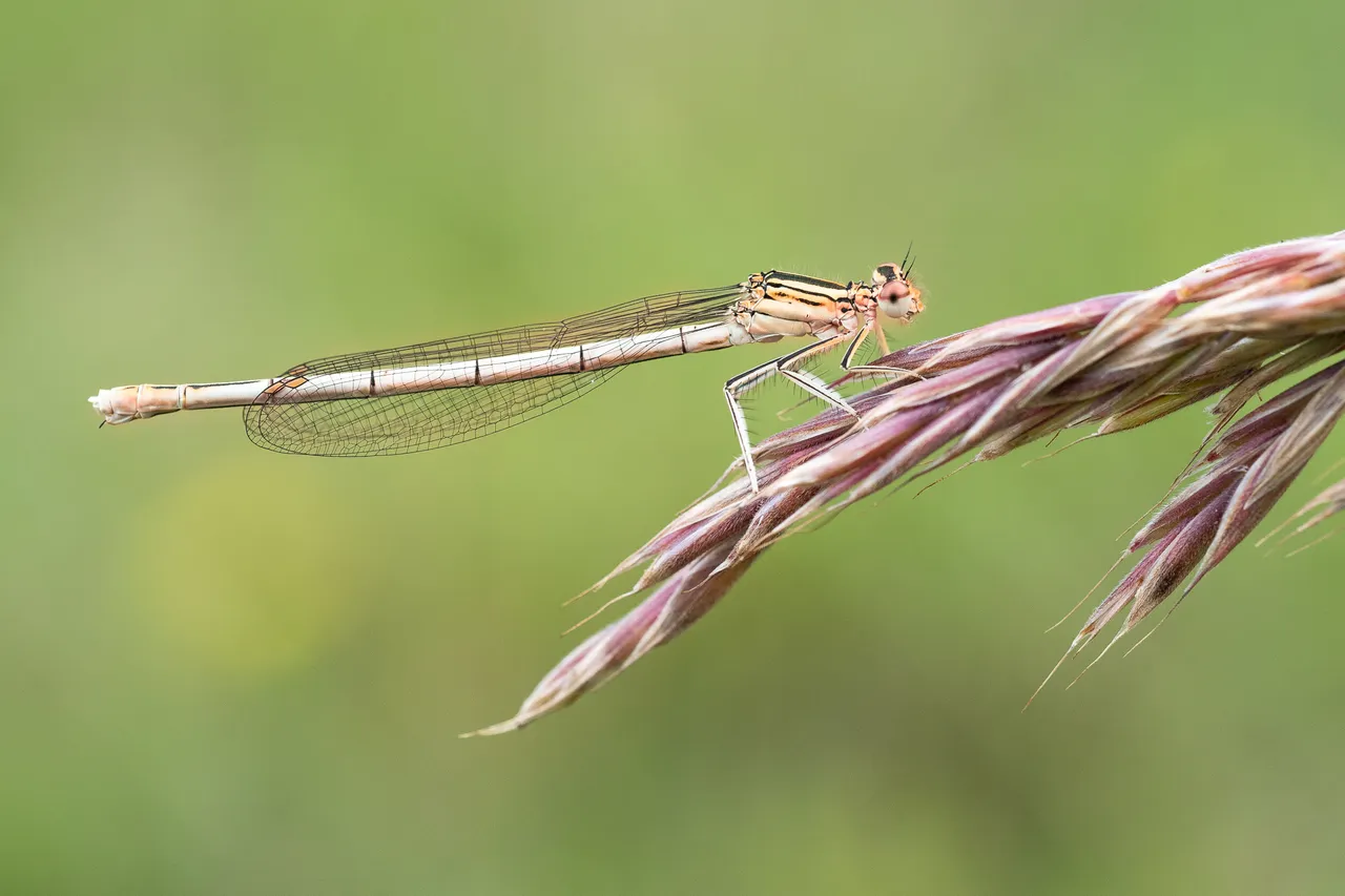 Blaue Federlibelle Platycnemis pennipes_P1876717.jpg