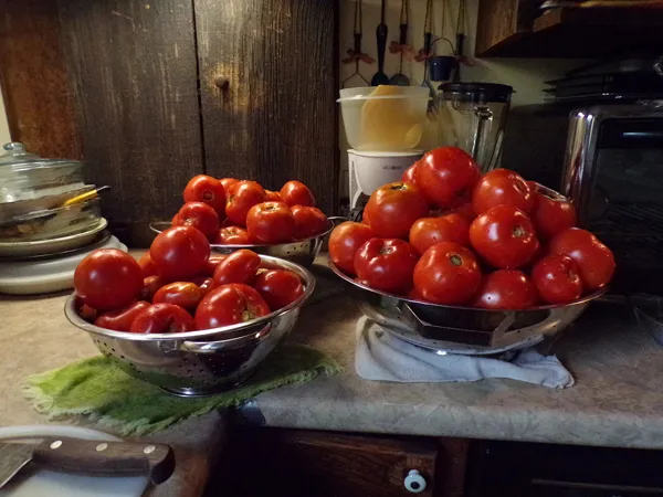 Tomatoes ready to blanch1 crop August 2020.jpg
