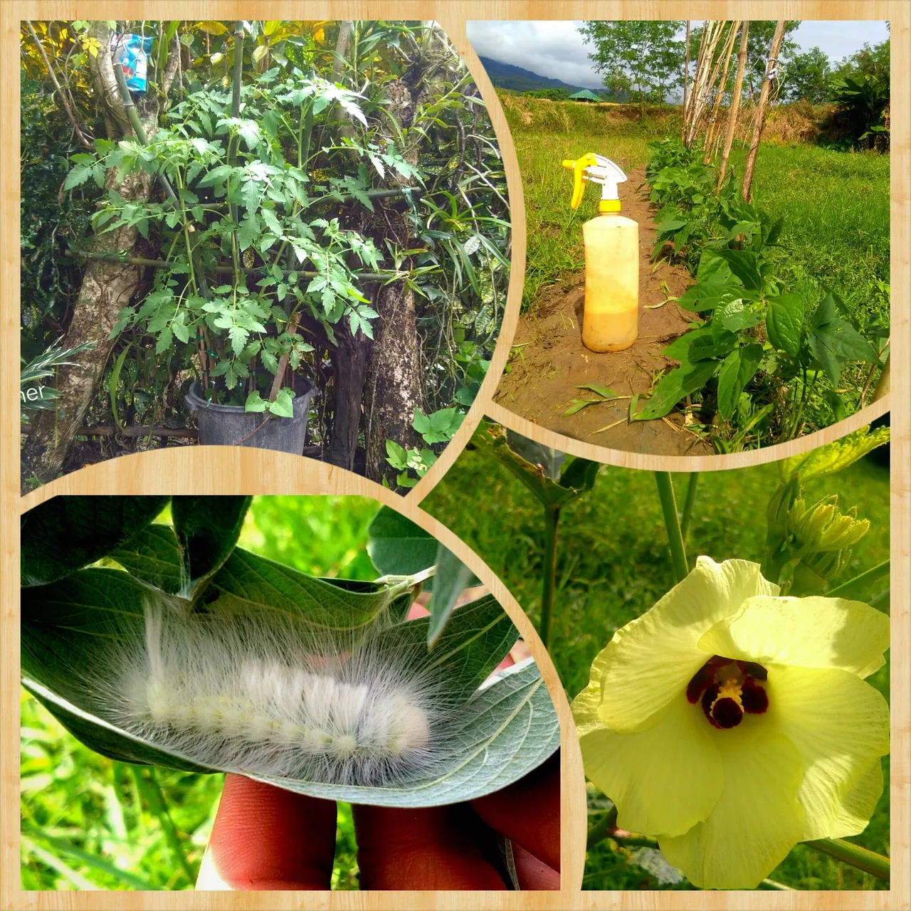 PhotoGrid_1672825816916.jpg