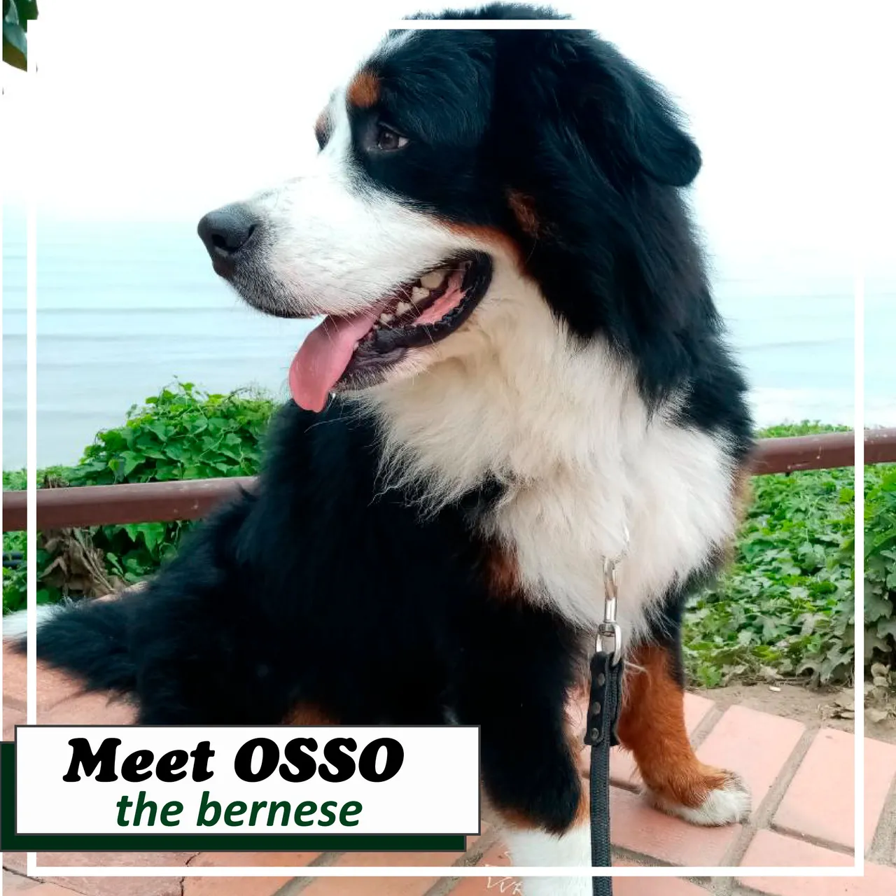 osso-01.jpg
