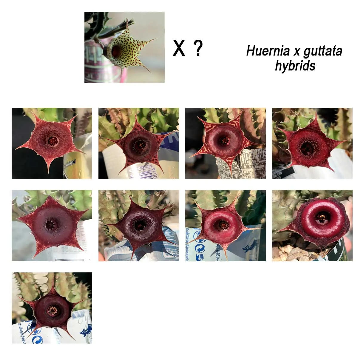 huernia-x-guttata-hybrids-kmp.jpg