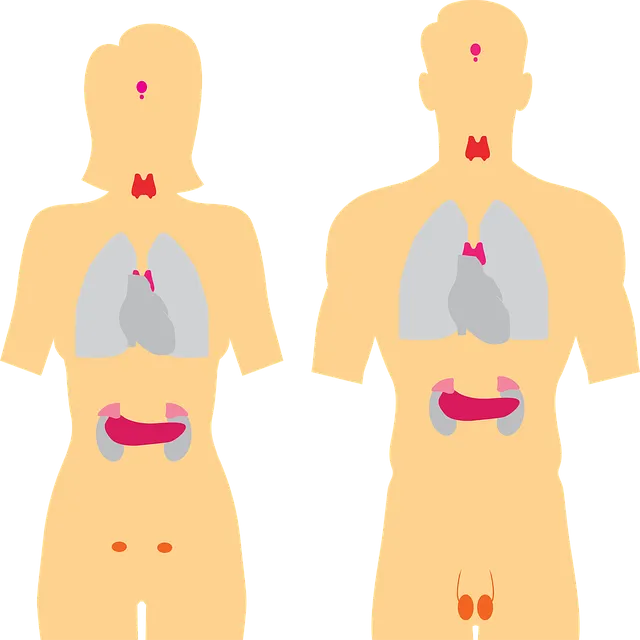 endocrine-system-g35012beaf_640.png