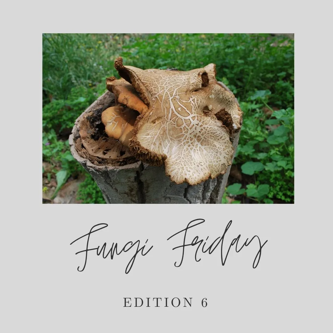 Fungi Friday 6.jpg