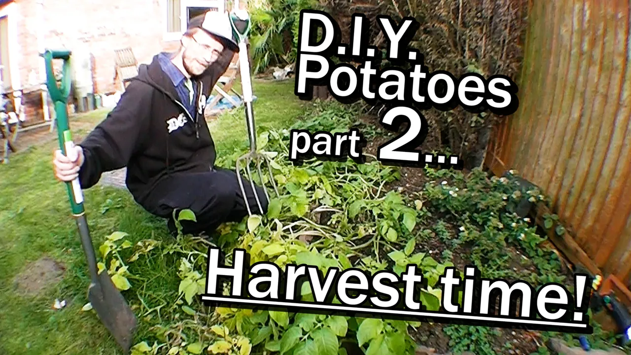 POTATOES DIY PT 2 OCT 2020 this one brighter.jpg