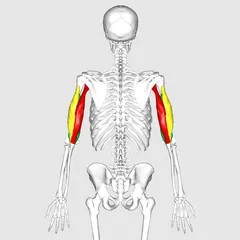 240px-Triceps_brachii_muscle01.png