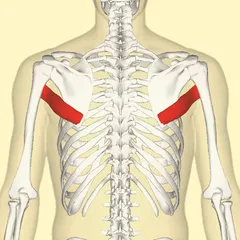 240px-Teres_major_muscle_back.png