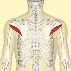 240px-Teres_minor_muscle_back.png
