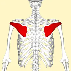 240px-Infraspinatus_muscle_back2.png