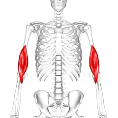 240px-Brachialis_muscle11.png